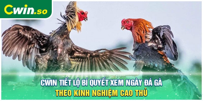 CWIN Tiết Lộ Bí Quyết Xem Ngày Đá Gà Theo Kinh Nghiệm Cao Thủ