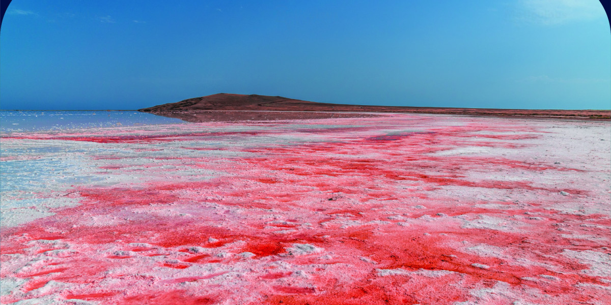 From Algae to Industry: The Expanding Dunaliella Salina Market