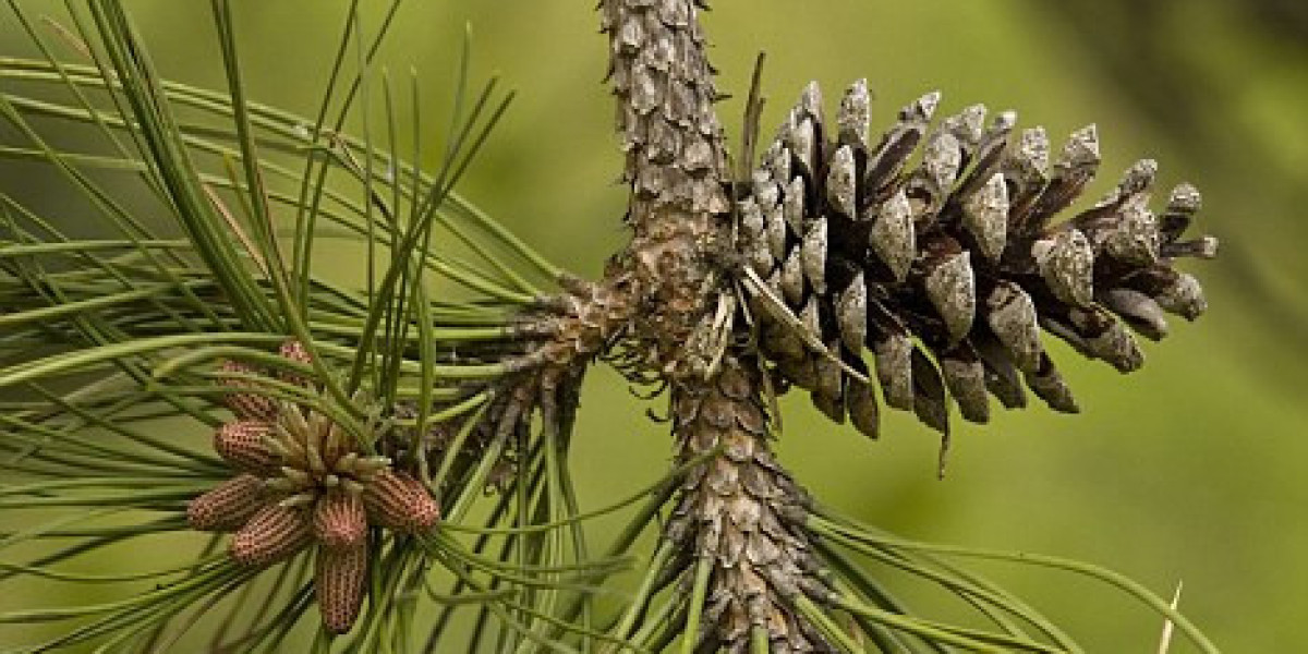 Maritime Pine Extract Market Size, Growth & Industry Research Report, 2032