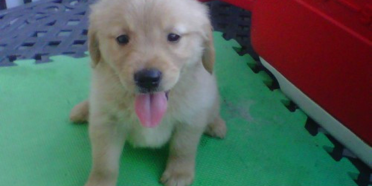 Yorkshire terrier puppy for sale in Delhi
