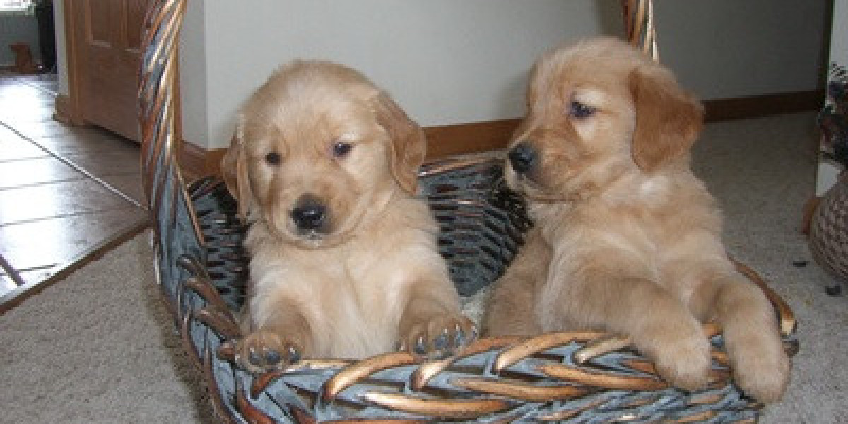 Dogs and Puppies For Sale in Delhi
