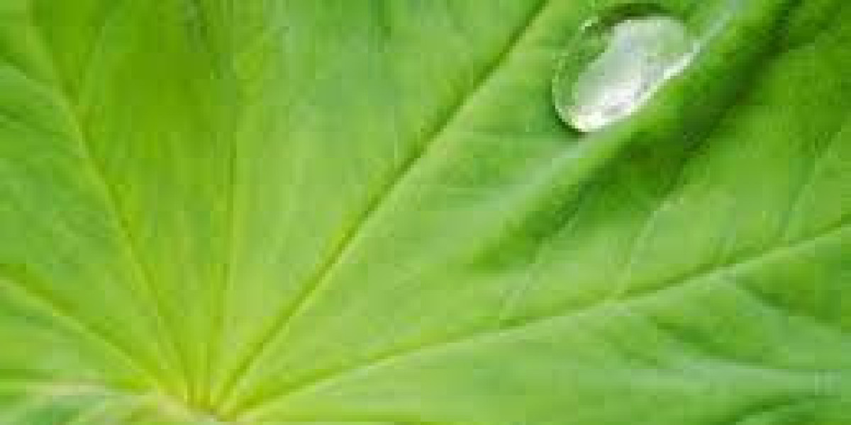 Global Hydroglycolic Extract Market: Detailed Analysis by Latest Trends, Demand Report to 2032