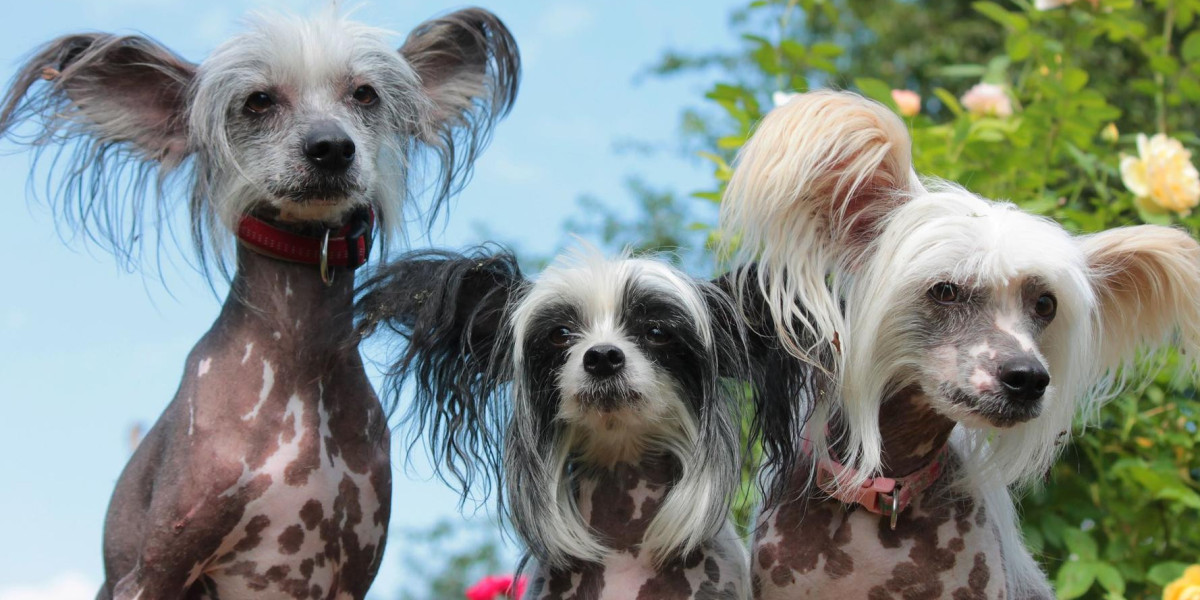 Finding Chinese Crested Puppies for Sale: A Guide to Bringing Home Your Perfect Companion