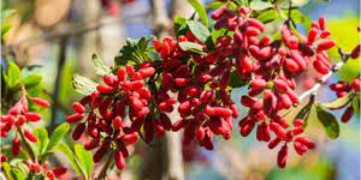 Berberine Market: Future Opportunities, Analysis & Outlook Report to 2032