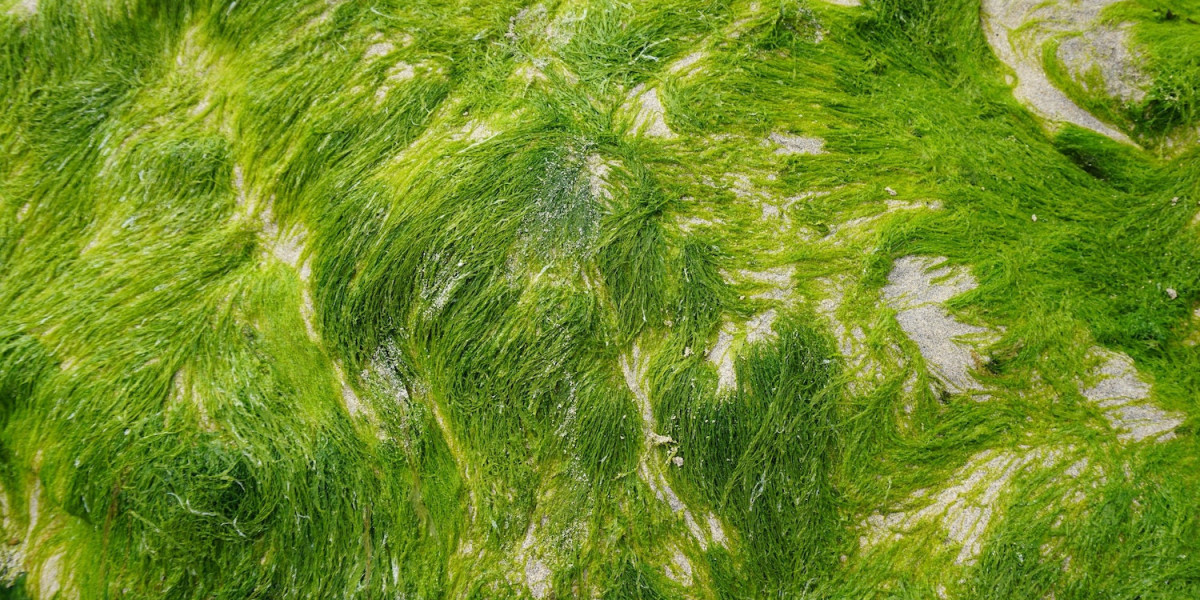 Algae Omega 3 Market: Growth Trends and Forecasts 2024-2031