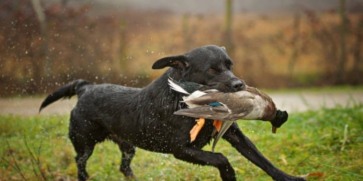 Experience the Best of Colorado with a Guided Duck Hunt Adventure