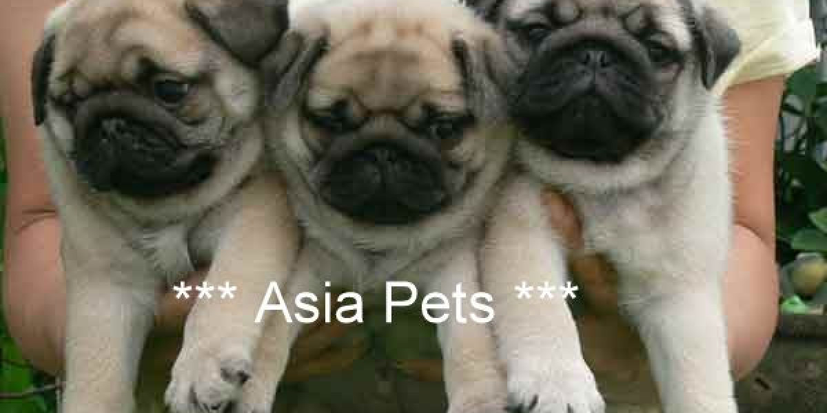 Dogs and Puppies For Sale in Uttarakhand