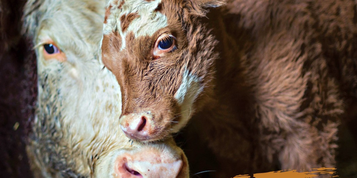Understanding the Environmental Impact of the Meat Industry