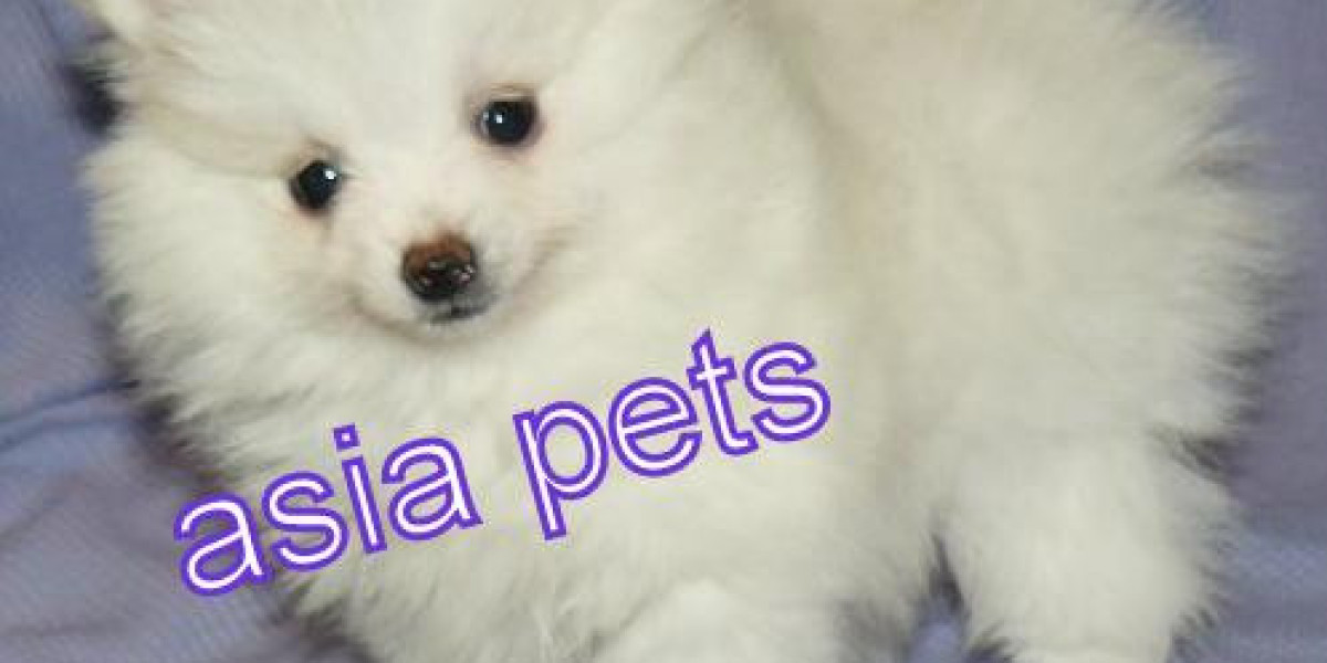 Dogs and Puppies For Sale in Kerala