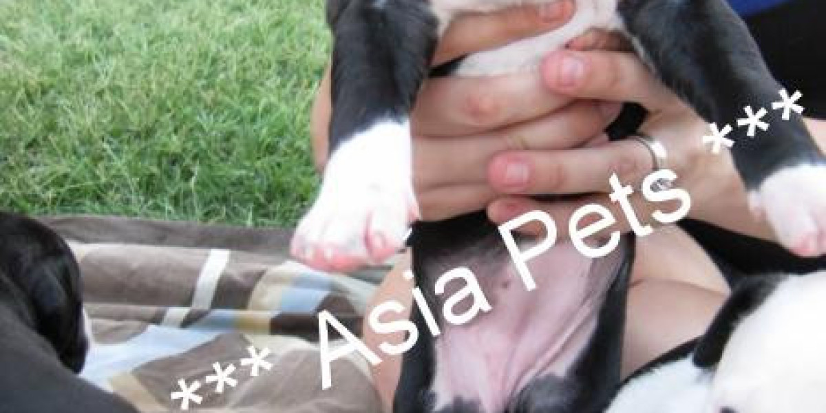 Dogs and Puppies For Sale in Mumbai, Maharashtra