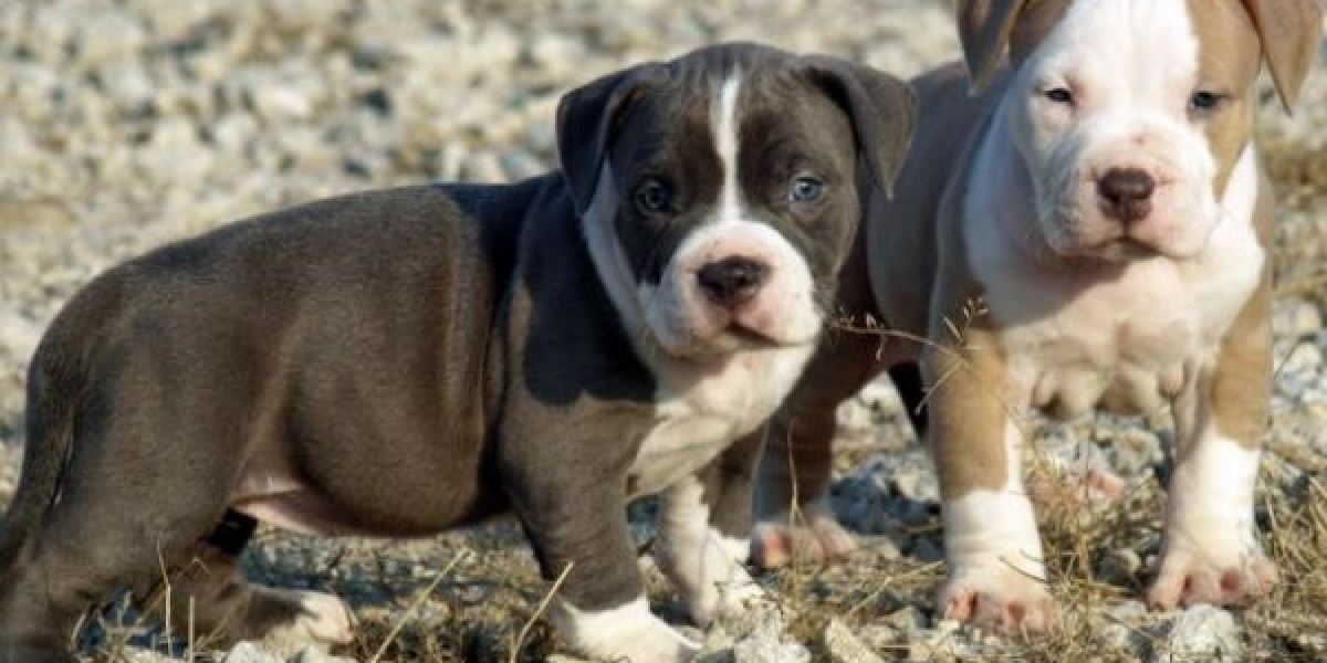 Dogs and Puppies For Sale in Punjab