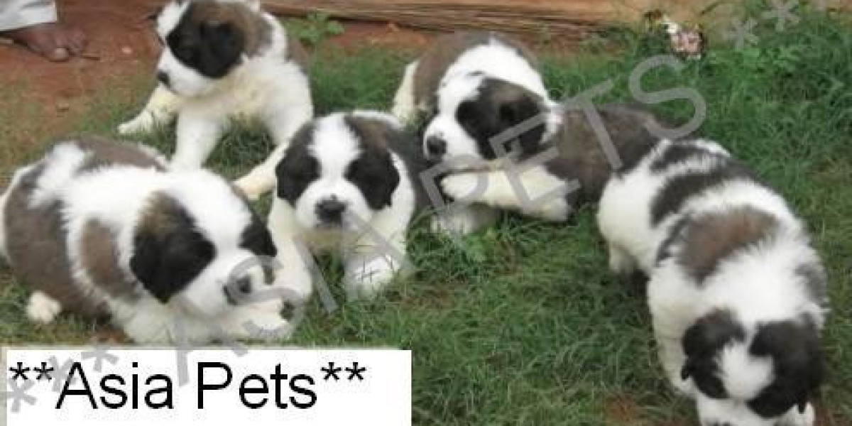 Dogs and Puppies For Sale in Sikkim