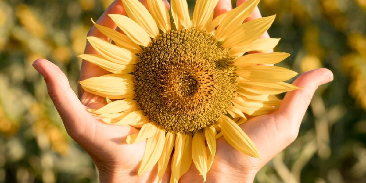 The Seasonal Wonder of Rebellion Harvest's Sunflower Fields