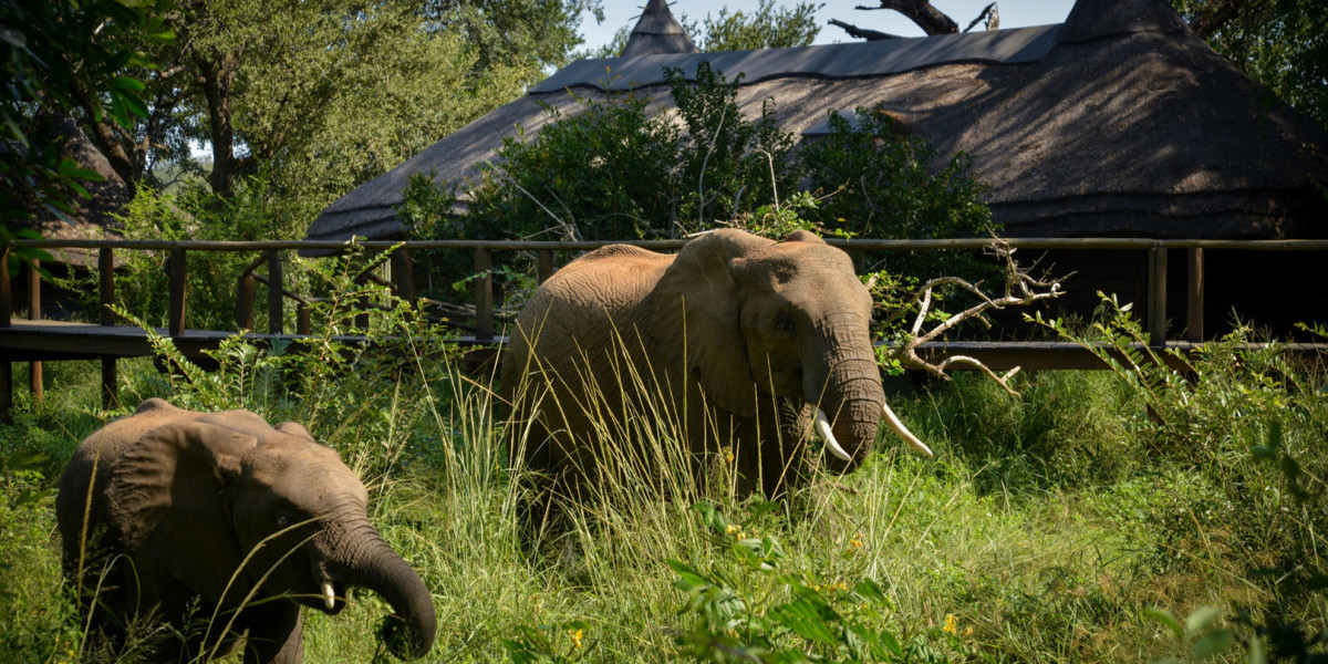 Exploring the Best Kruger Park Private Lodges and Kruger National Park Hotels for Your Safari Adventure