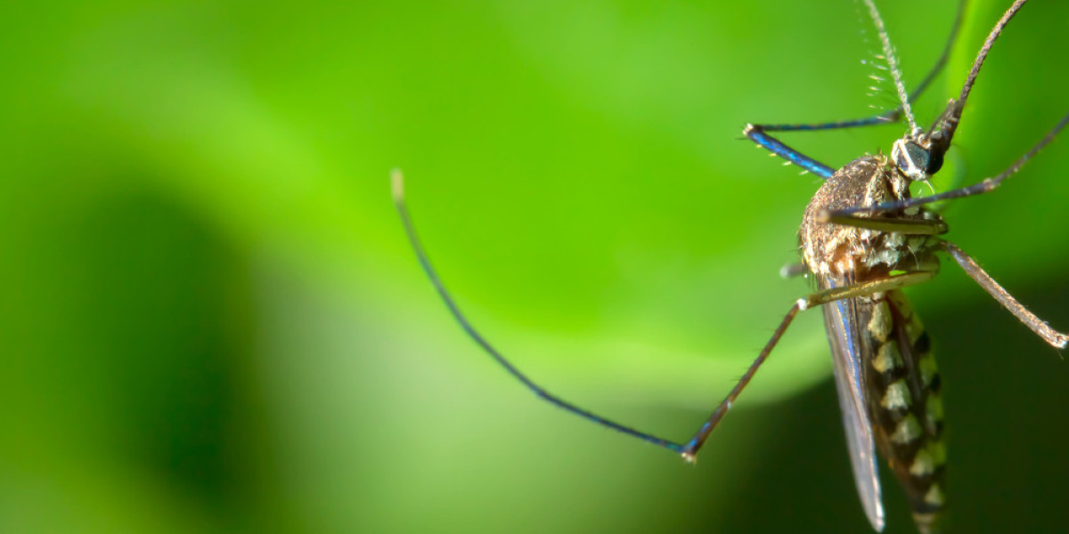 When Do You Need Pest Control Services in Melbourne? A Comprehensive Guide