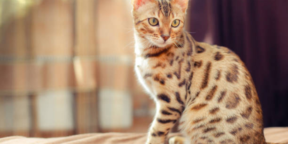 Exploring Bengal Cat Breeders: Discovering Unique Patterns and Personalities