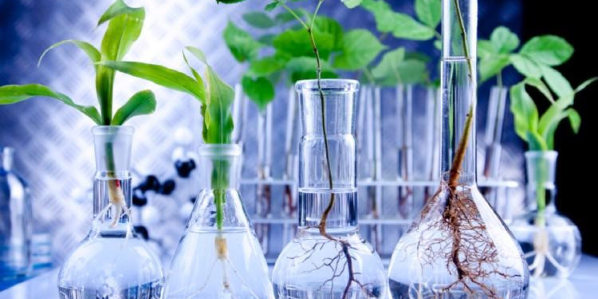 Bio-Based Succinic Acid Market Forecast and Outlook (2024-2031)