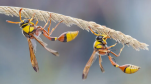 Wasp Removal & Control Service Kensington