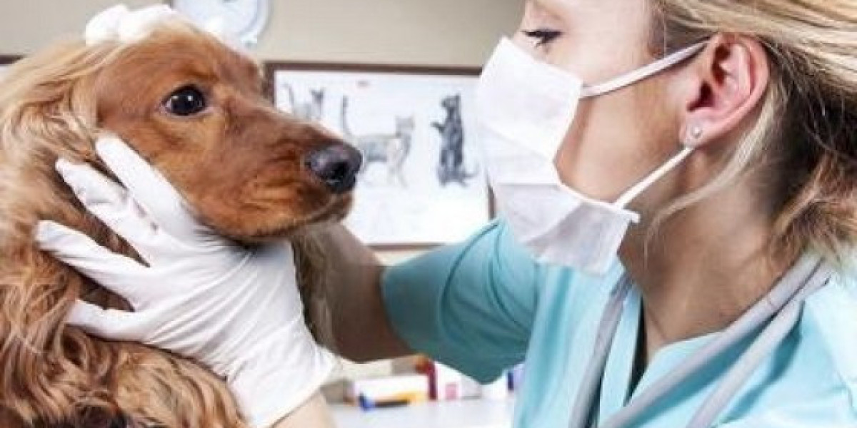 Problemas cardiacos en los perros: por qué es importante detectarlos a tiempo