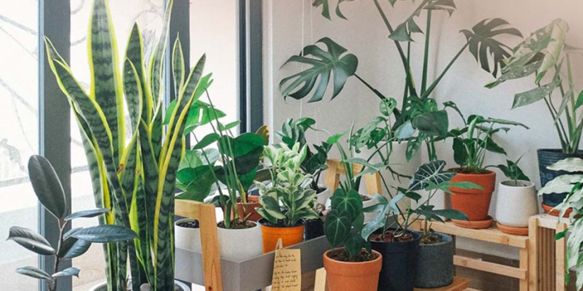 How to Use Indoor Plants to Improve Your Home’s Aesthetic and Air Quality