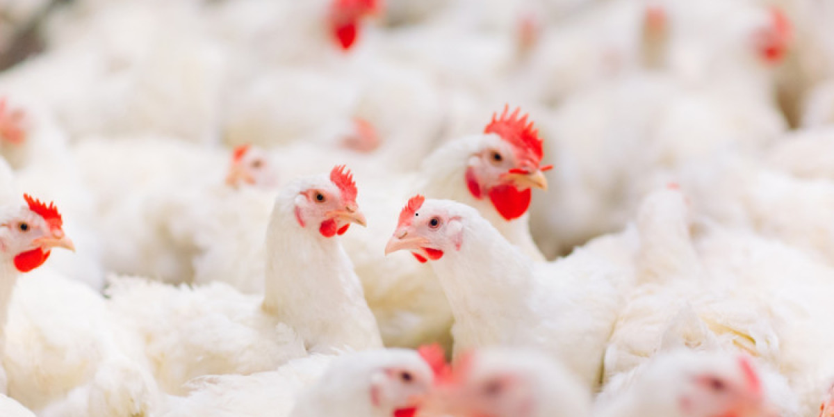 Global Chicken Market Analysis Forecast Report 2024-2032