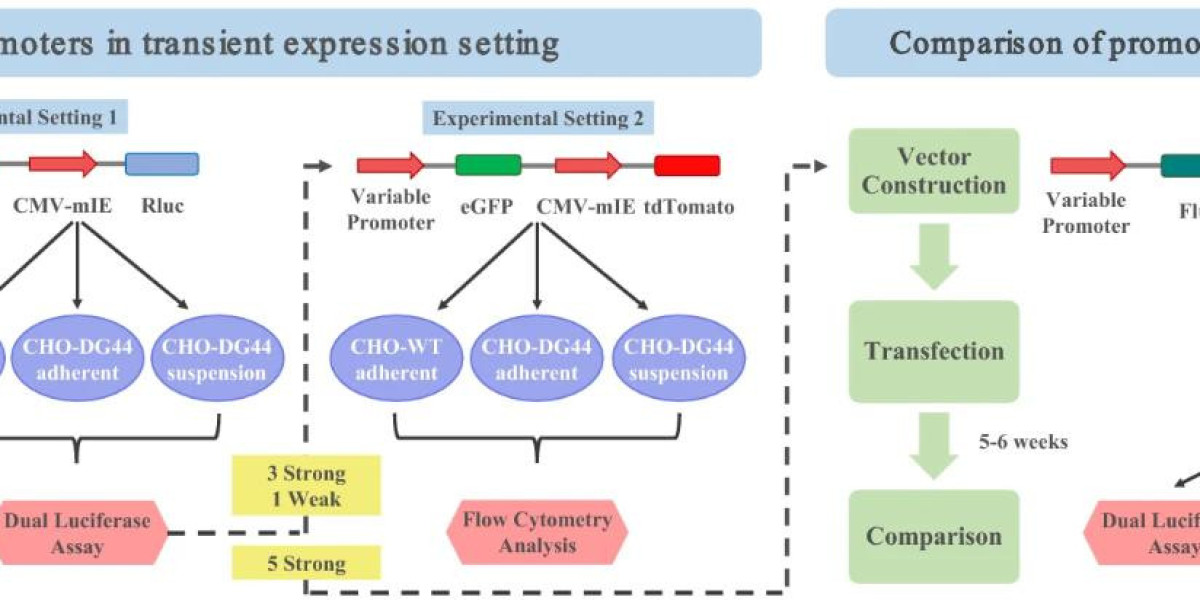 Dual Luciferase Reporter Gene Assay