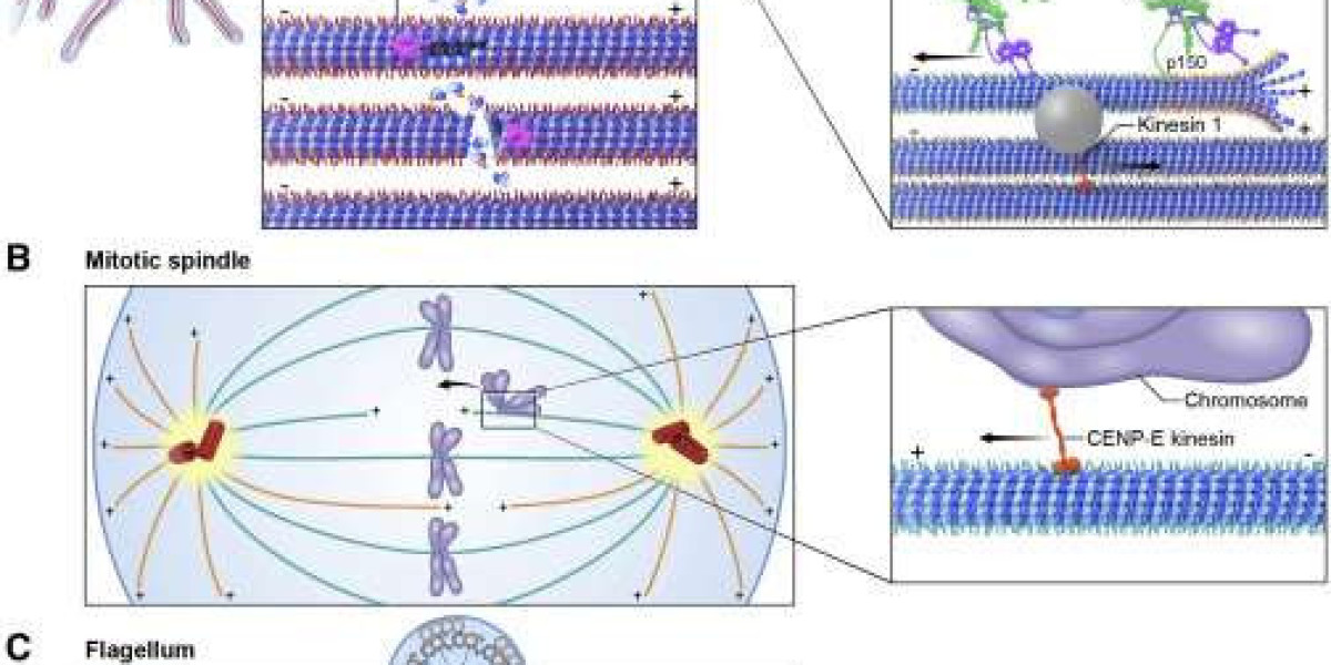 Cytoskeletal Dynamics and Cellular Function