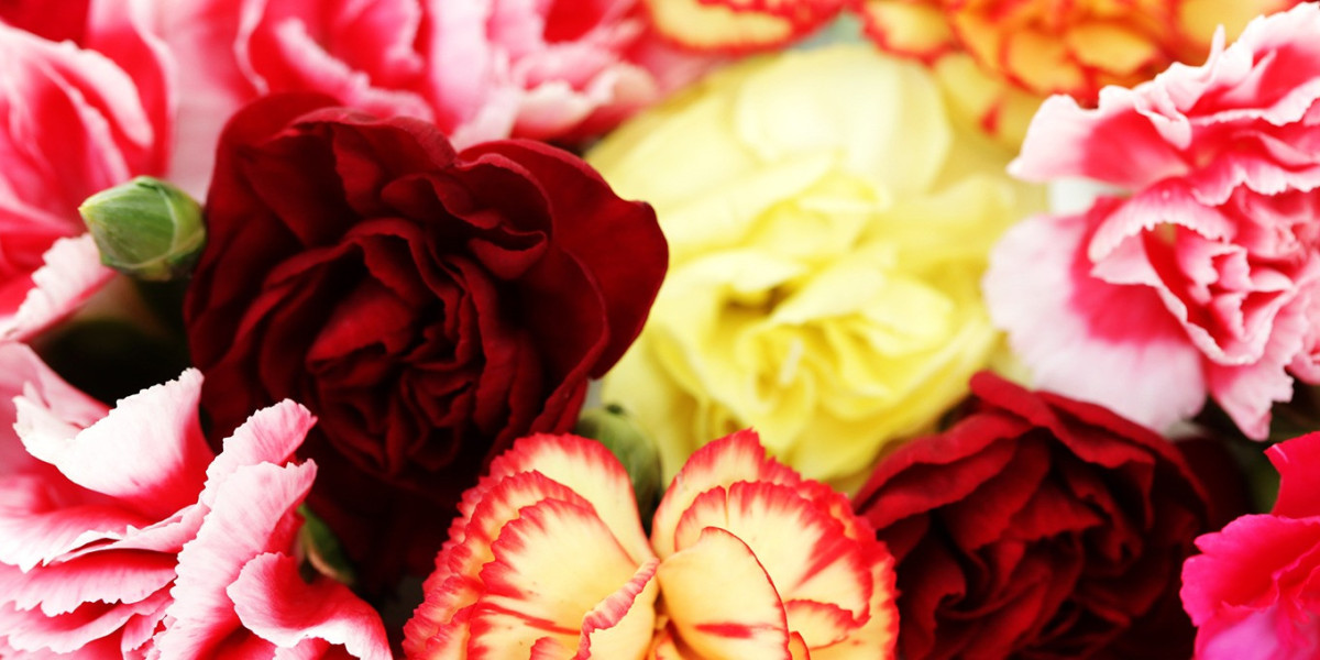 Creating Stunning Bouquets: Using Bulk Carnations in Your Wholesale Flowers