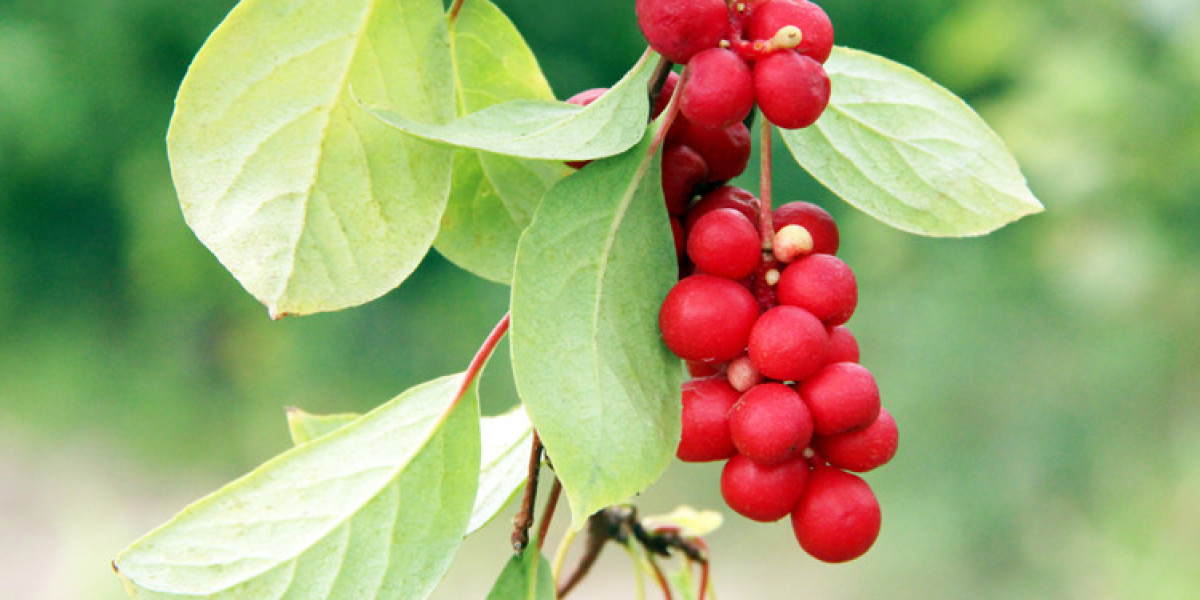 Schisandra Market Size, Sales and Revenue, Types and Applications and Research Methodology by Forecast 2024-2031