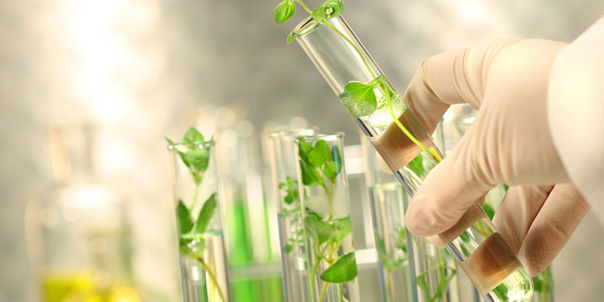 Plant Extracts Market Overview, Growth Trends, Segmentation, Key Players (2024-2031)