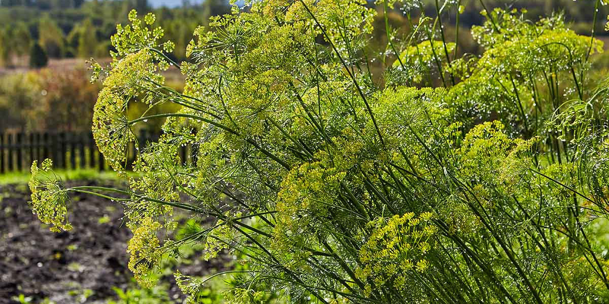 Detailed Plant Setup Report on Dill Processing Includes Business Plan, Layout and Cost Analysis