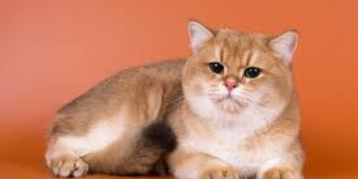 10 Fun Facts About Cornish Rex Cats