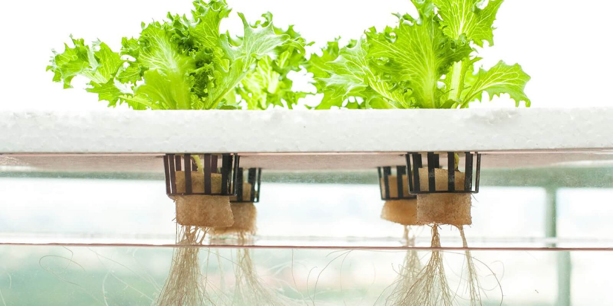 How Hydroponics is Transforming Urban Agriculture: A $35 Billion Market by 2030