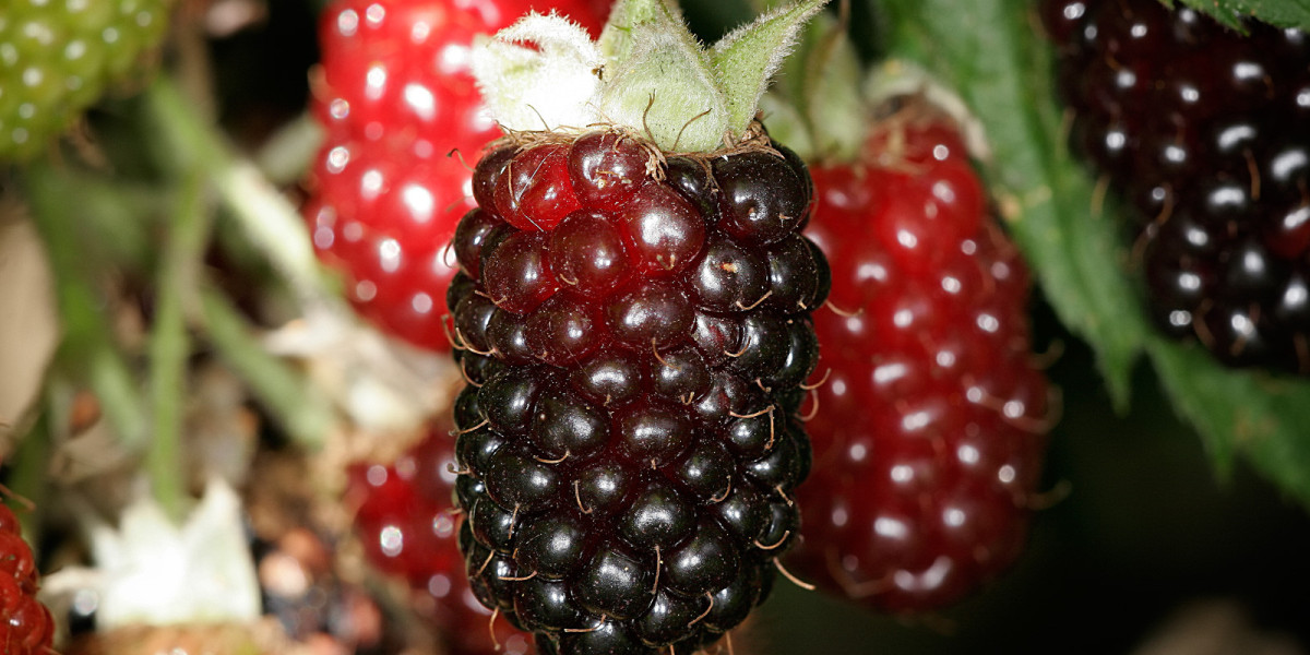 Setting Up a Successful Boysenberry Processing Plant Setup Report 2024: Business Plan