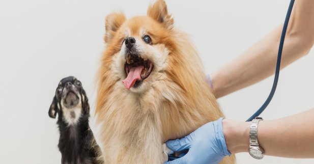 Signs Your Pet Needs an Animal Hospital After a Car Accident Article - ArticleTed -  News and Articles