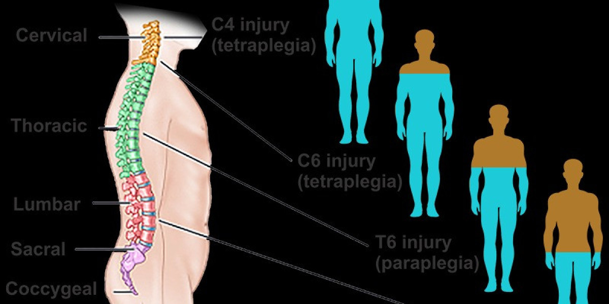 Spinal Cord Injury Market Share, Industry Size, Trends, Forecast 2024-34