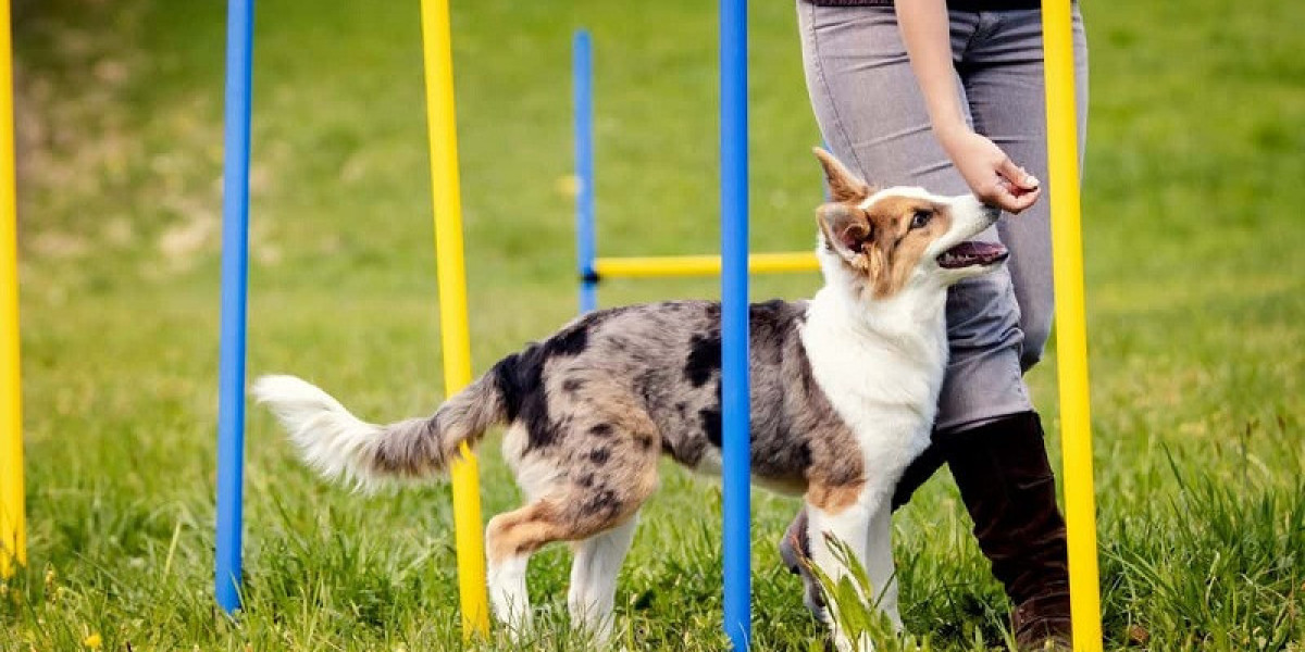 Navigating Dog Training Options in Chester County: What Every Owner Should Know