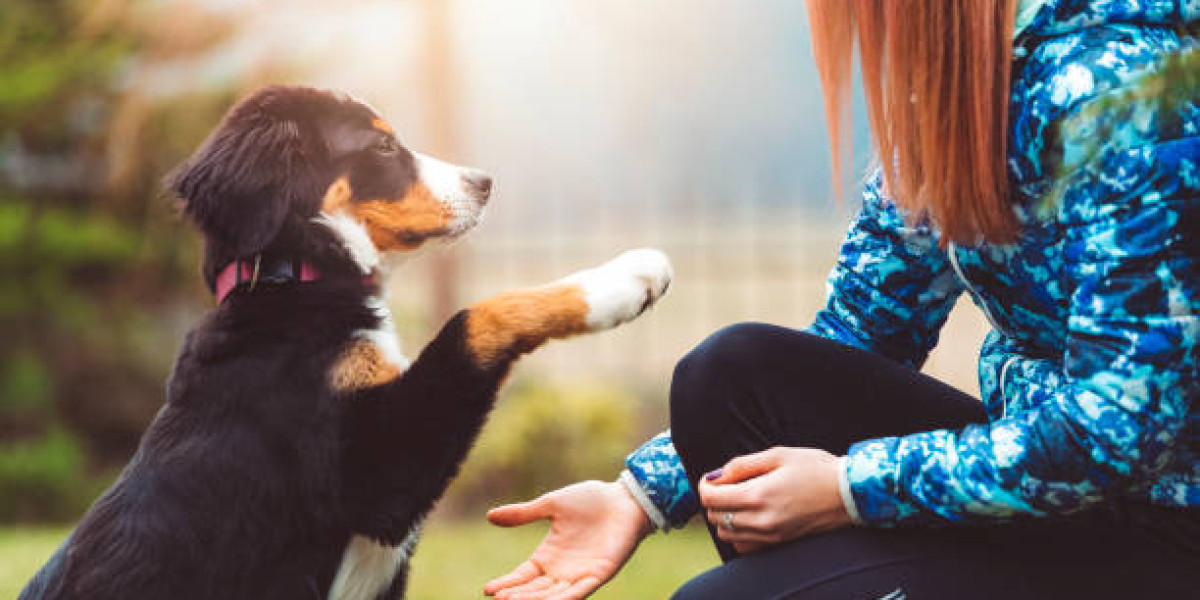 Why Personalized Dog Obedience and Behavior Training is Key to Success