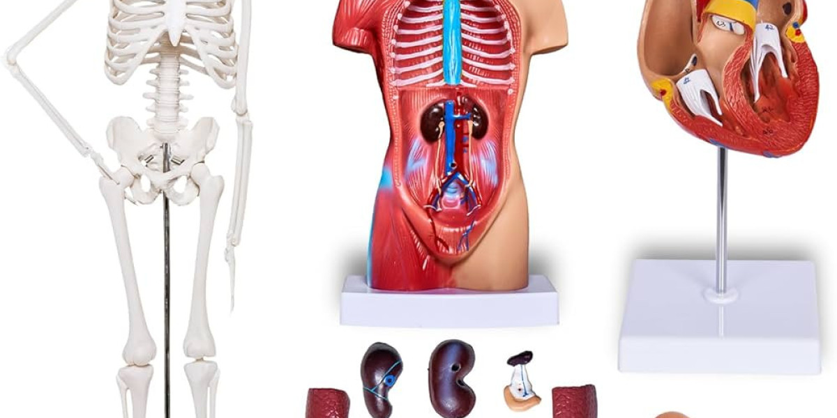 The Impact of Anatomical Models on Medical Research