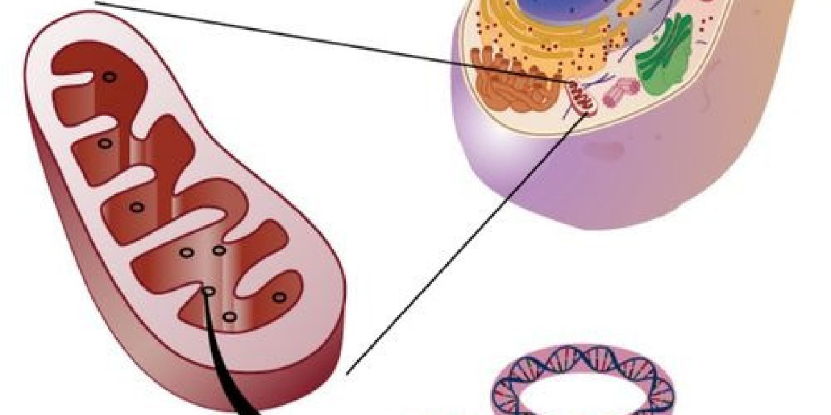 Mitochondrial Myopathies Market Share, Industry Size, Trends, Forecast 2024-34