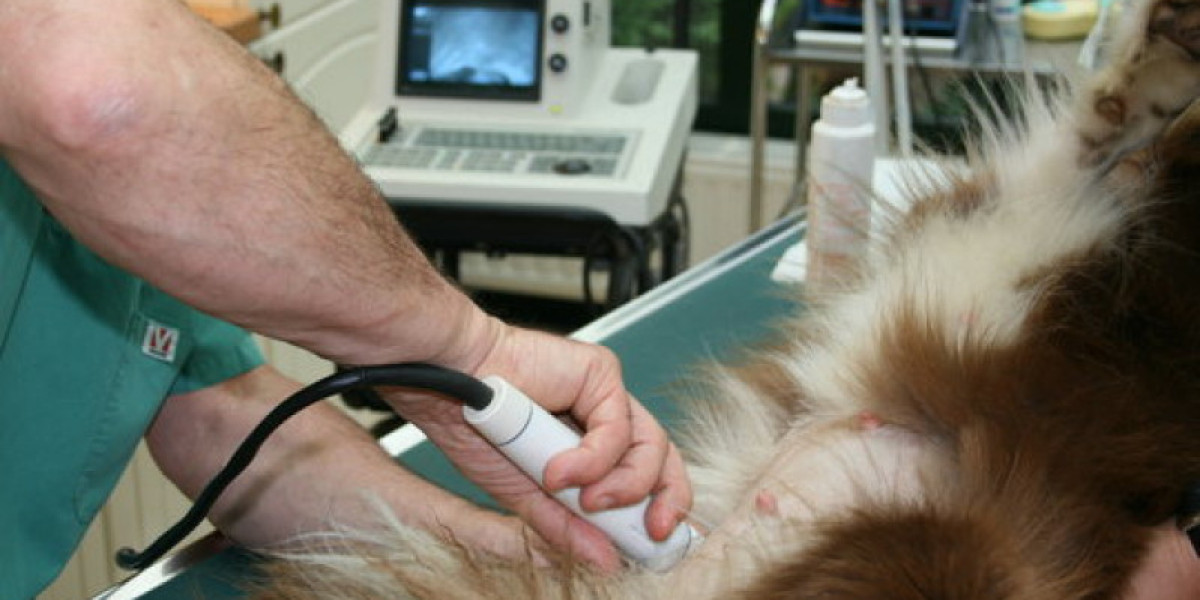TSH por Quimioluminescência em Pets: O Que Você Precisa Saber sobre a Saúde de Cães e Gatos
