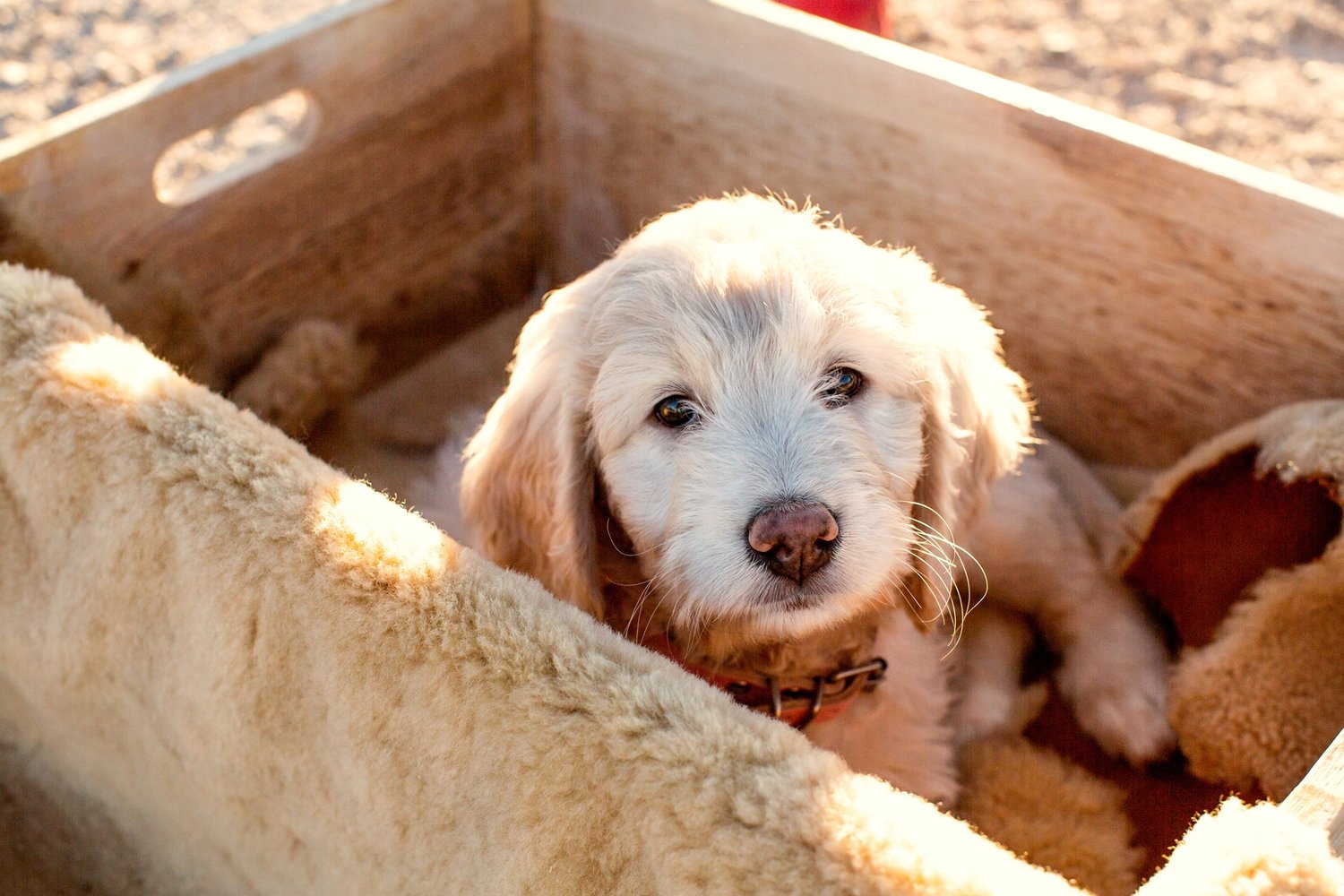 How a Toy Goldendoodle Breeder Helps Socialize Puppies