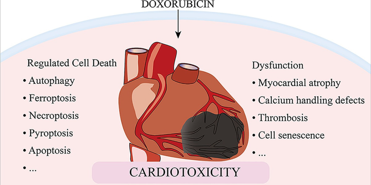 Cardiotoxicity Market Share Analysis, Growth, Report 2024-34