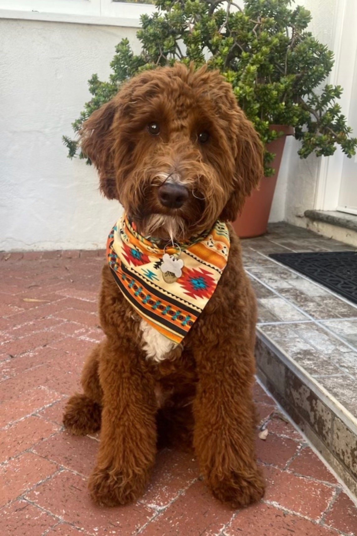 Tips from a Breeder: Preparing Your Home for a Tuxedo Goldendoodle Puppy in CA