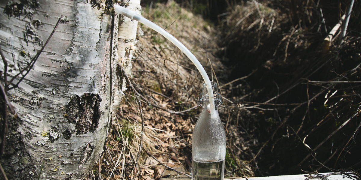 Birch Water Market Future Outlook and Emerging Trends for 2025 and Beyond