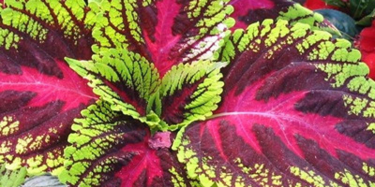 Forskolin Market Future Outlook And Growth Prospects In Health And Wellness Industry