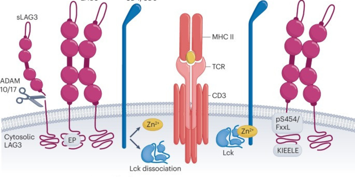 Lag 3 Next Generation Immunotherapy Market Share, Industry Trends, Forecast 2024-34