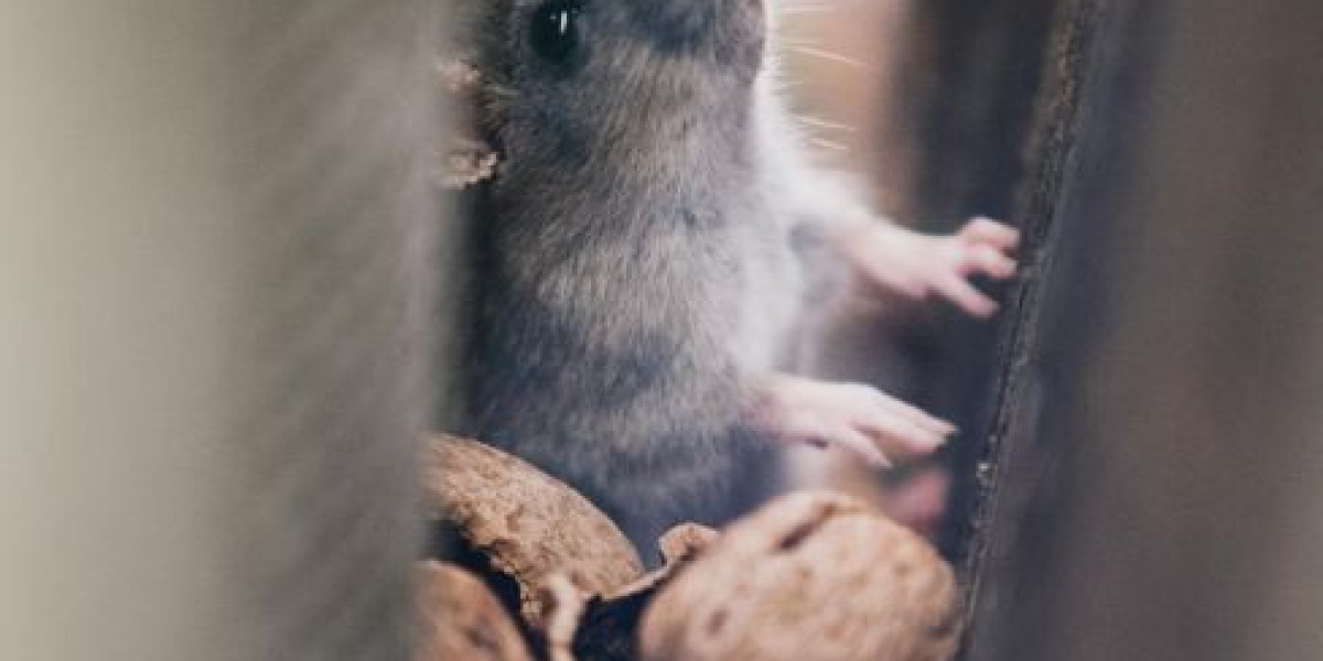 Protect Your Home from Rodent Infestations