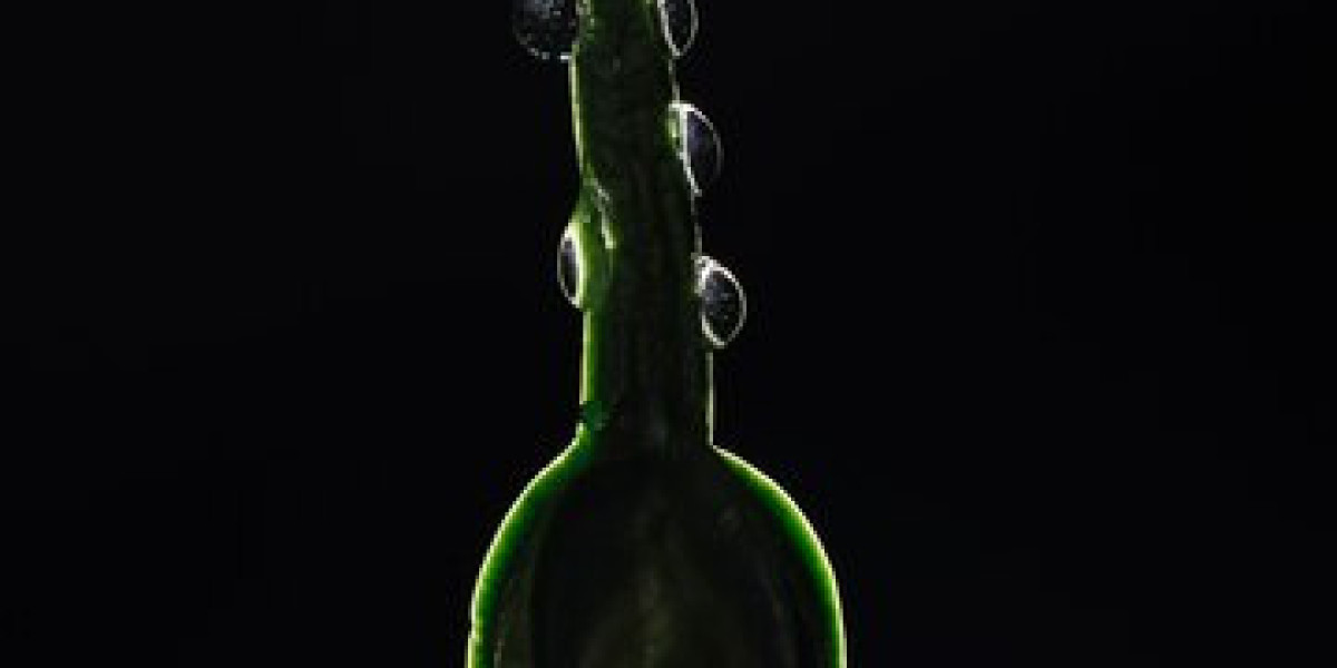 Biodiesel Market Disruptions Shaping the Future of Clean Energy
