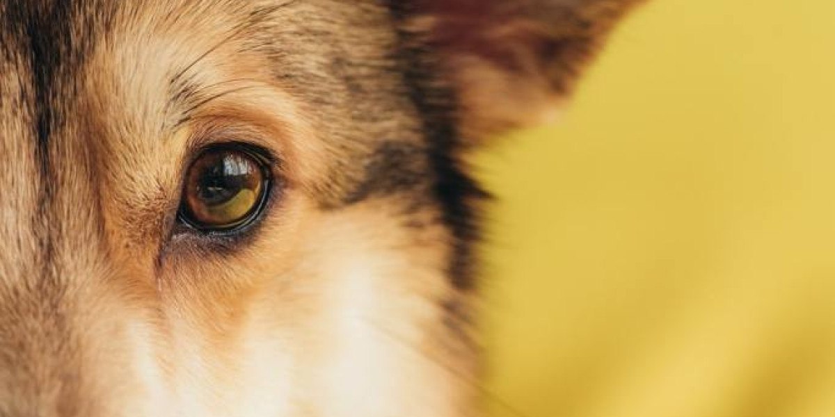 Palm Beach Pet Boarding: Your Furry Friend's Home Away from Home